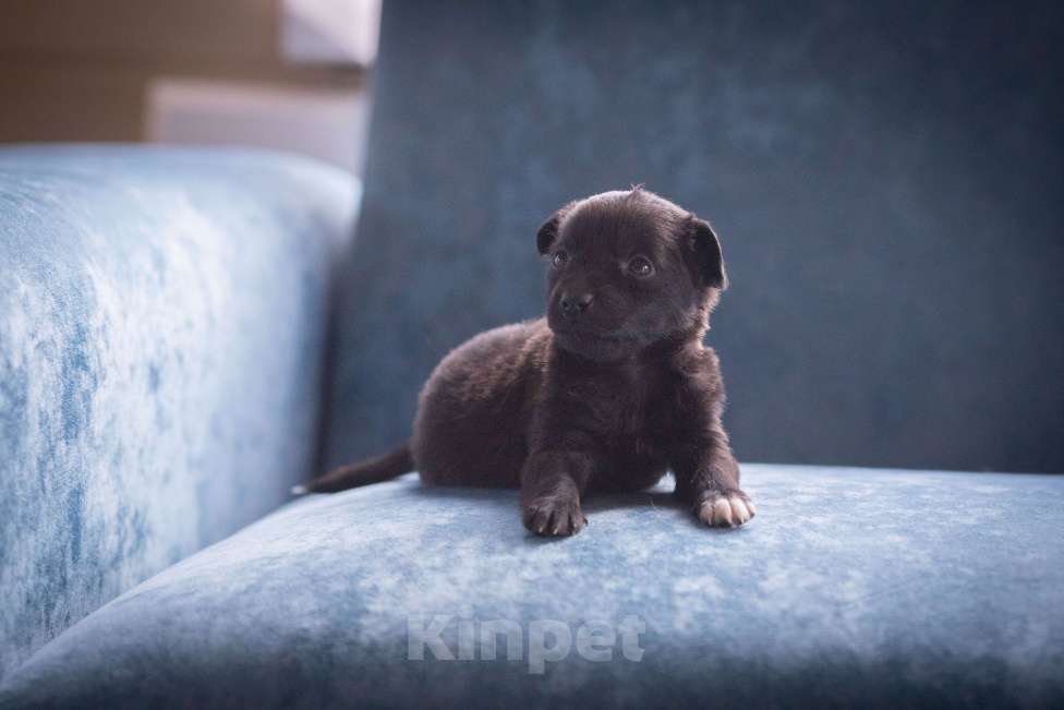 Собаки в Москве: Мишутка ждет маму Мальчик, Бесплатно - фото 4