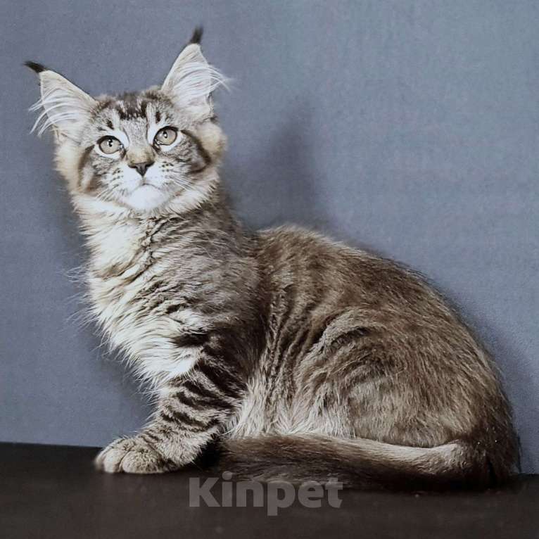 Кошки в других городах Ярославской области: Мейн кун девочка Девочка, Бесплатно - фото 7