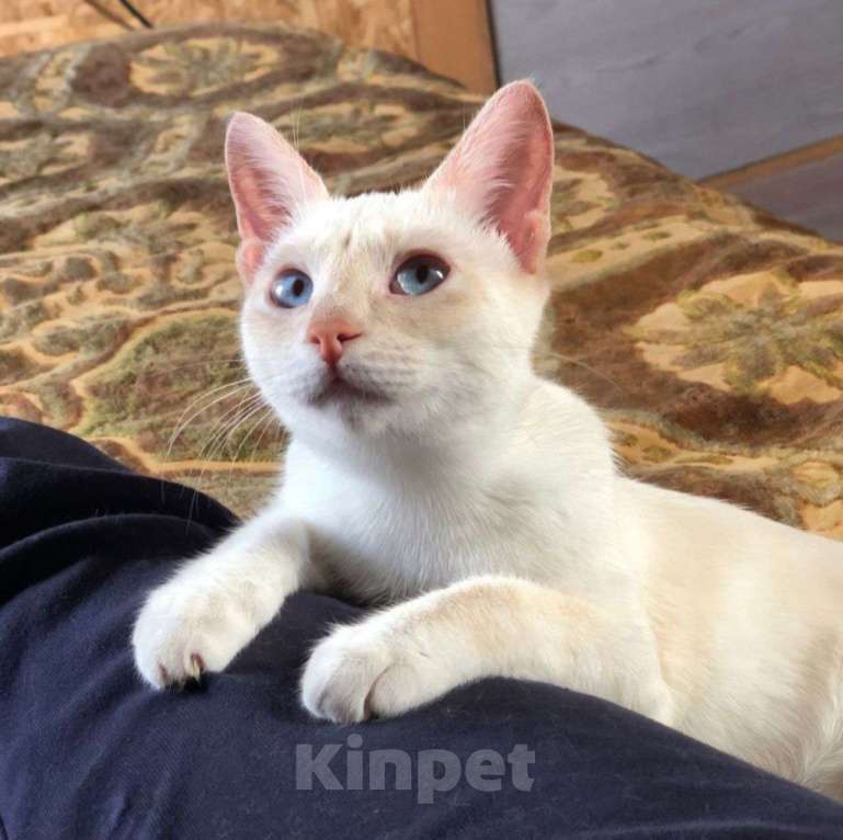 Кошки в Москве: Голубоглазая малютка Чекунда мечтает стать домашней Девочка, Бесплатно - фото 5