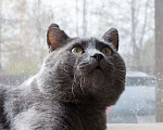 Кошки в Москве: Ласковый красавец голубого окраса Серый ищет дом Мальчик, 1 руб. - фото 3