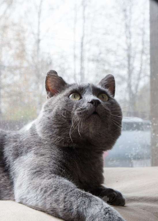 Кошки в Москве: Ласковый красавец голубого окраса Серый ищет дом Мальчик, 1 руб. - фото 3