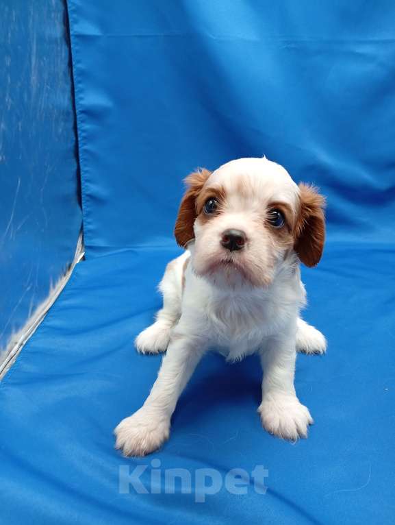 Собаки в Москве: Щенки кавалер Кинг Чарльз спаниель  Девочка, 65 000 руб. - фото 8