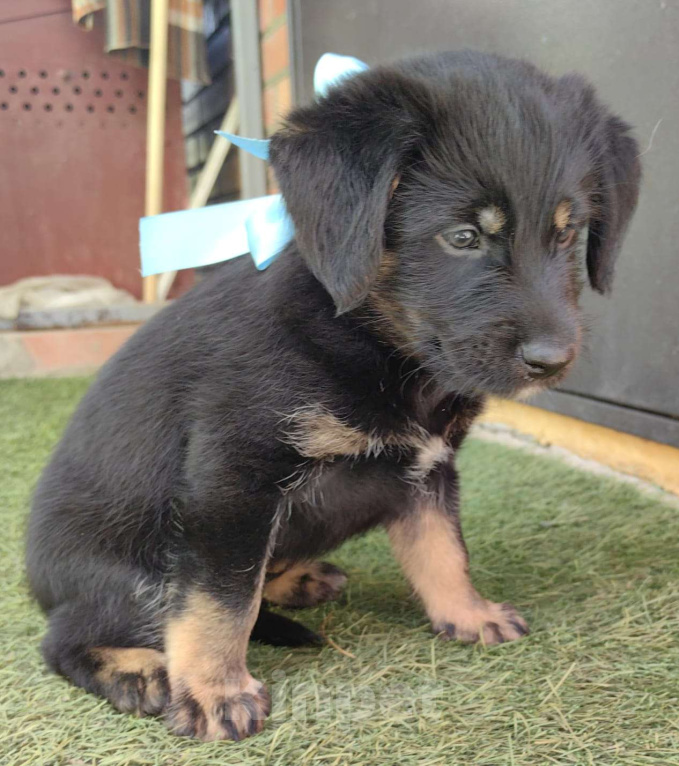 Собаки в других городах Ростовской области: Щенок милашка Мальчик, Бесплатно - фото 4