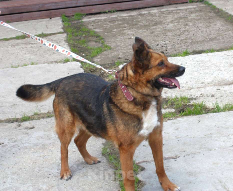 Собаки в Москве: Ищем человека на самую главную роль в жизни собаки - хозяина! Девочка, Бесплатно - фото 7