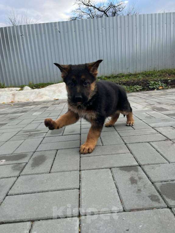 Собаки в Липецке: Немецкая овчарка, щенок Мальчик, 34 000 руб. - фото 3