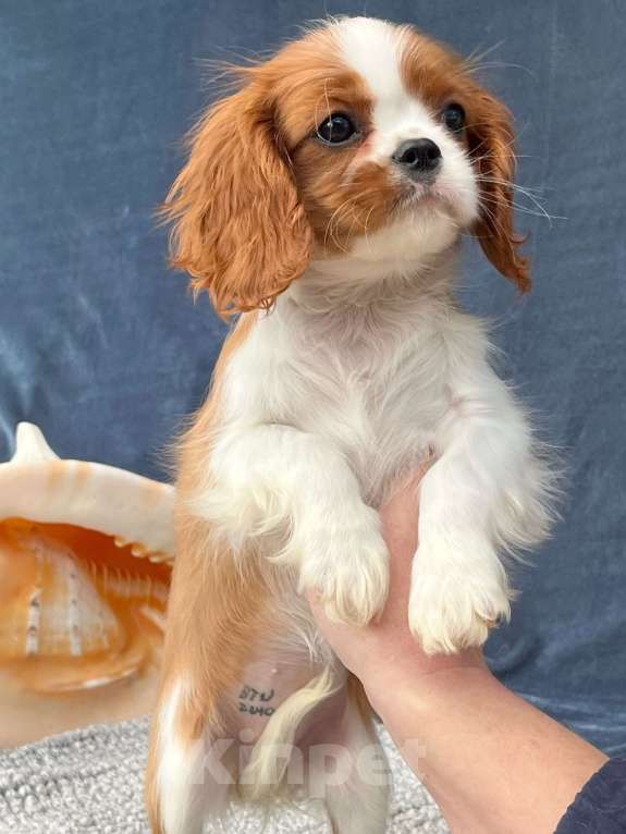 Собаки в Санкт-Петербурге: БЕСТ ИЛРЕАН ИНДАРА Девочка, 190 000 руб. - фото 2