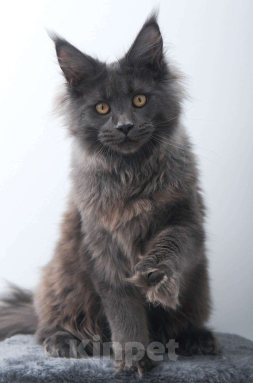 Кошки в Москве: Голубой солид кошечка Девочка, 70 000 руб. - фото 7