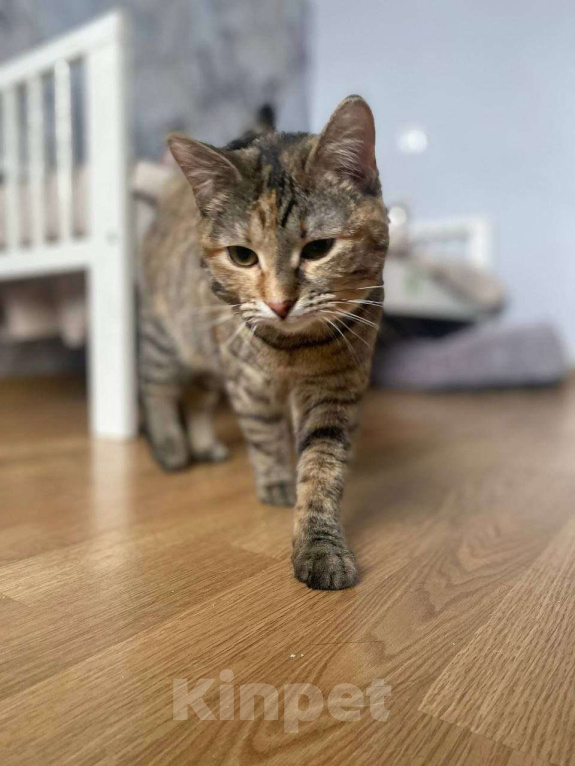 Кошки в Москве: Нежная Туся ищет дом Девочка, Бесплатно - фото 1