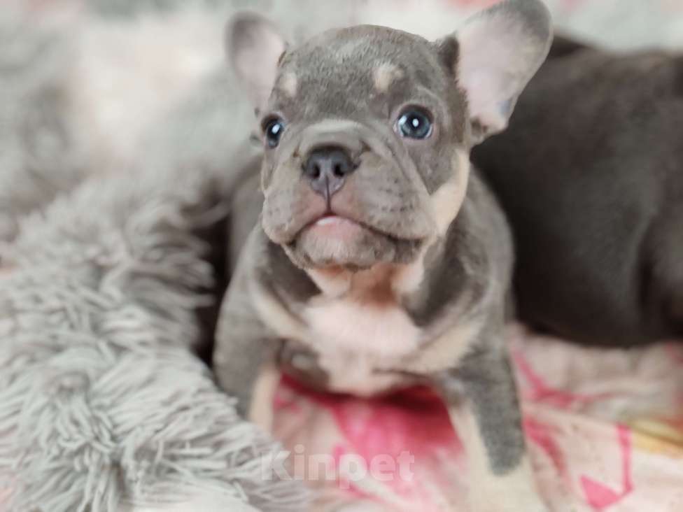 Собаки в Санкт-Петербурге: Шикарная голубая девочка Девочка, 70 000 руб. - фото 4