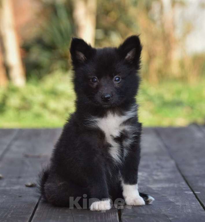 Собаки в Москве: Ненецкая оленегонная лайка, сука Ени-Кижи. Девочка, 60 000 руб. - фото 2