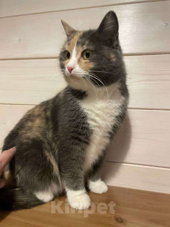 Кошки в Красногорске: Молодая кошечка Плюша ищет дом  Девочка, Бесплатно - фото 4