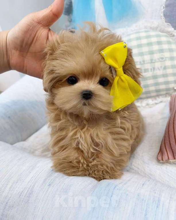 Собаки в Москве: Мальтипу микро Премиум класс Девочка, 80 000 руб. - фото 1