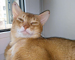 Кошки в Москве: Вязка с абиссинским котом интерчемпионом., 4 000 руб. - фото 6