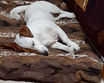 Собаки в Королеве: Вязка Джек Рассел, 330 руб. - фото 3