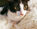 Кошки в Санкт-Петербурге: Черно-белый котенок с невероятной жаждой к жизни Мальчик, 200 руб. - фото 1