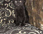 Кошки в Саратове: Кошечка Девочка, 1 руб. - фото 1