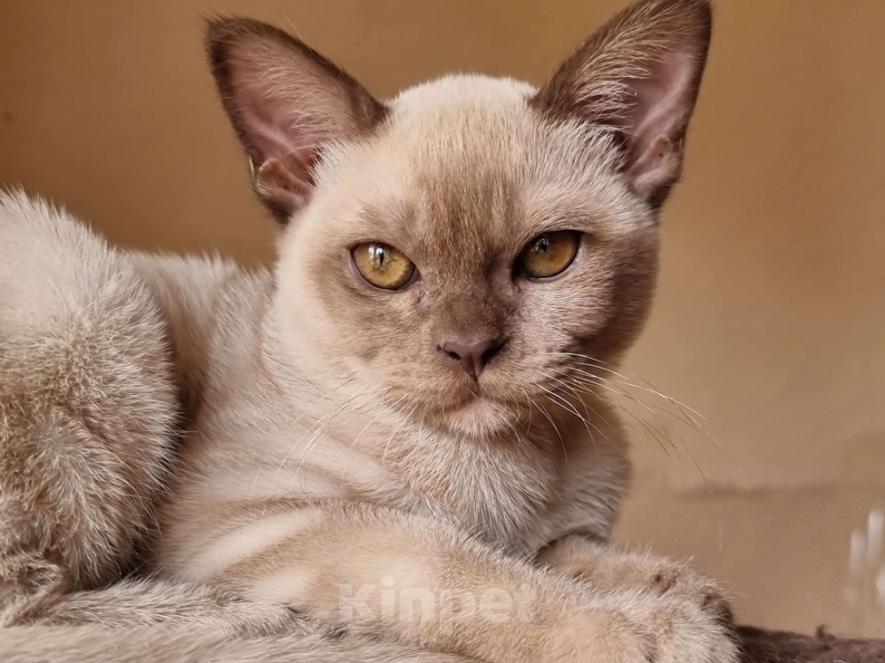 Кошки в Калининграде: Бурманская кошка Девочка, 75 000 руб. - фото 1