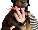 Собаки в Чебоксарах: Доберманы щенки РКФ Мальчик, 45 000 руб. - фото 1