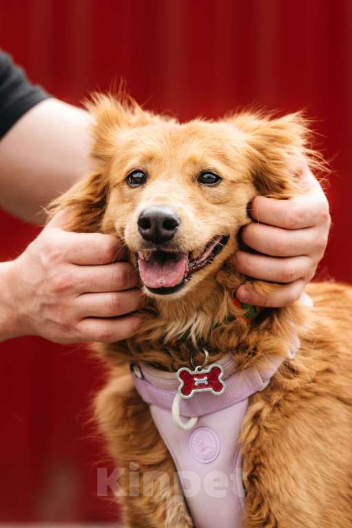 Собаки в Москве: Рыжая пушистая собачка Дейзи в добрые руки Девочка, 1 руб. - фото 2