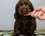Собаки в Сальске: Суссекс-спаниель щенок Девочка, 200 000 руб. - фото 2