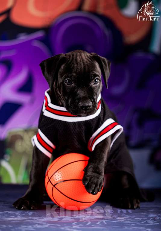 Собаки в Ульяновске: Американский питбультерьер, щенок Мальчик, Бесплатно - фото 9