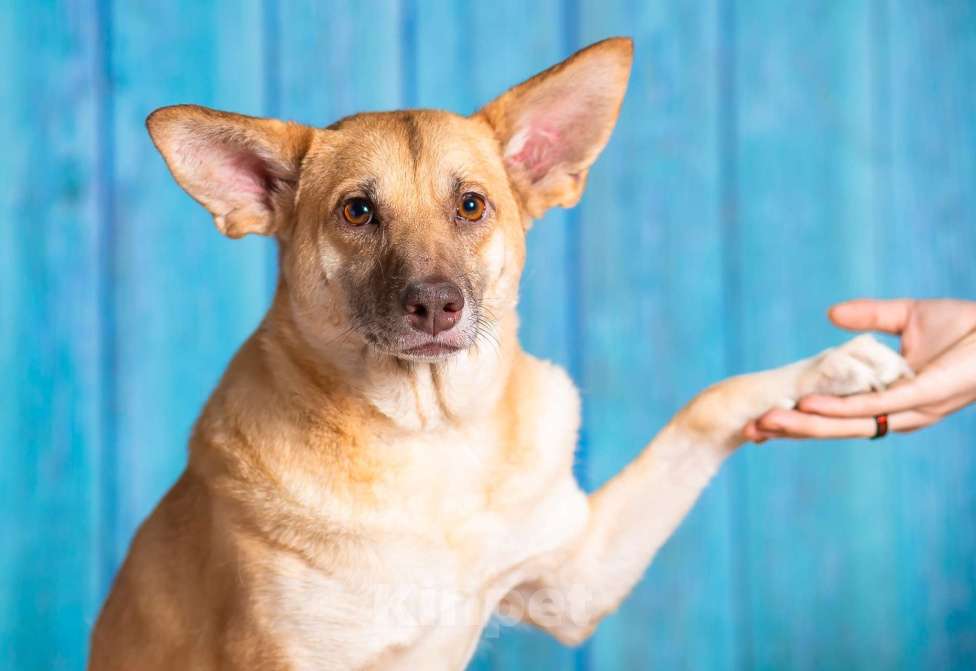 Собаки в Москве: Небольшая собачка квартирного содержания в добрые руки. Девочка, Бесплатно - фото 8