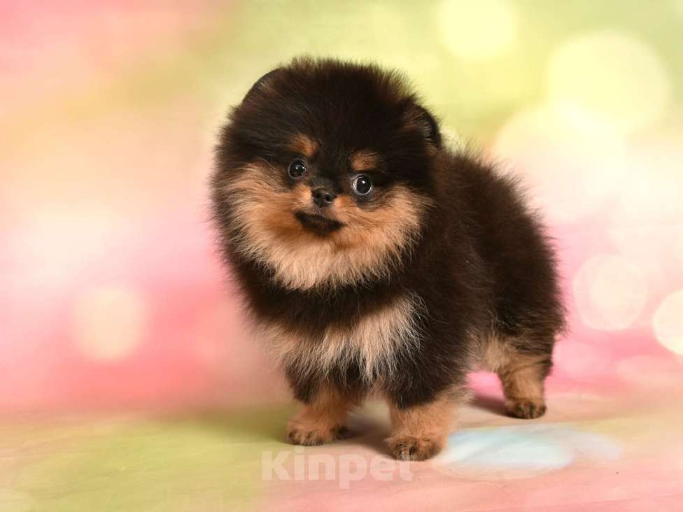 Собаки в Москве: Шпиц померанский карликовый девочка (красотка)  Девочка, 50 000 руб. - фото 2