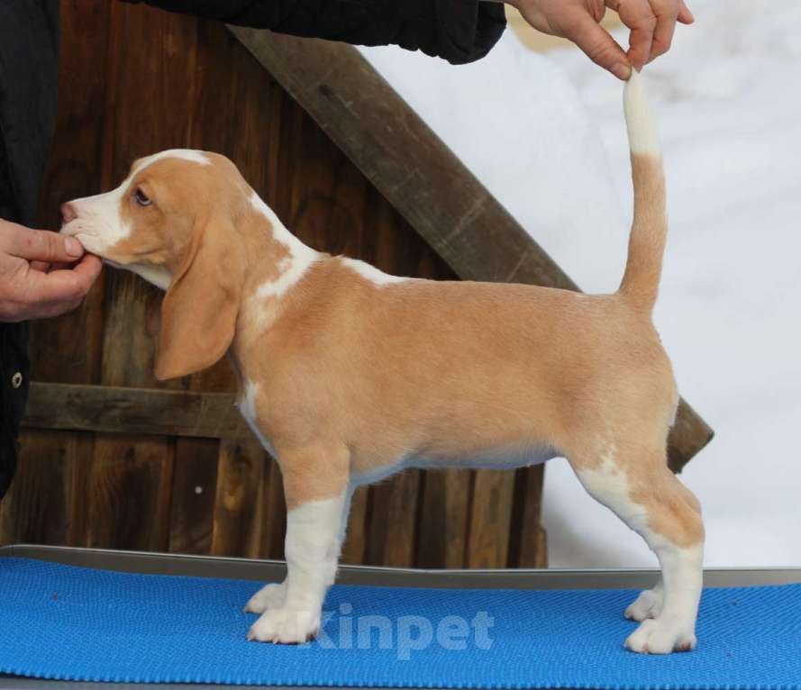 Собаки в других городах Московской области: Сука бигль Девочка, 60 000 руб. - фото 2