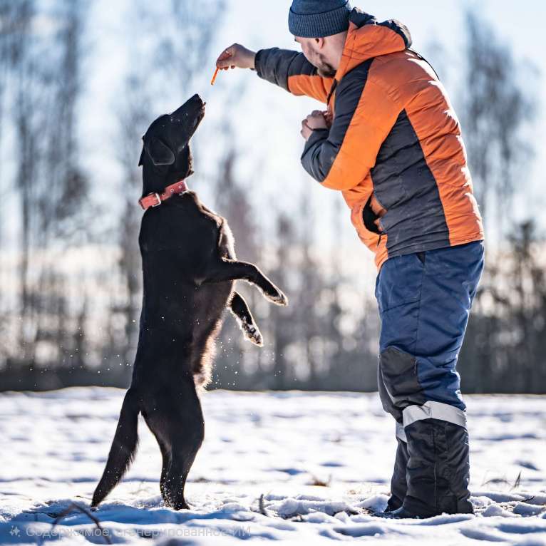 Собаки в Клине: Гуччи — грациозный и задорный пёс Мальчик, Бесплатно - фото 8
