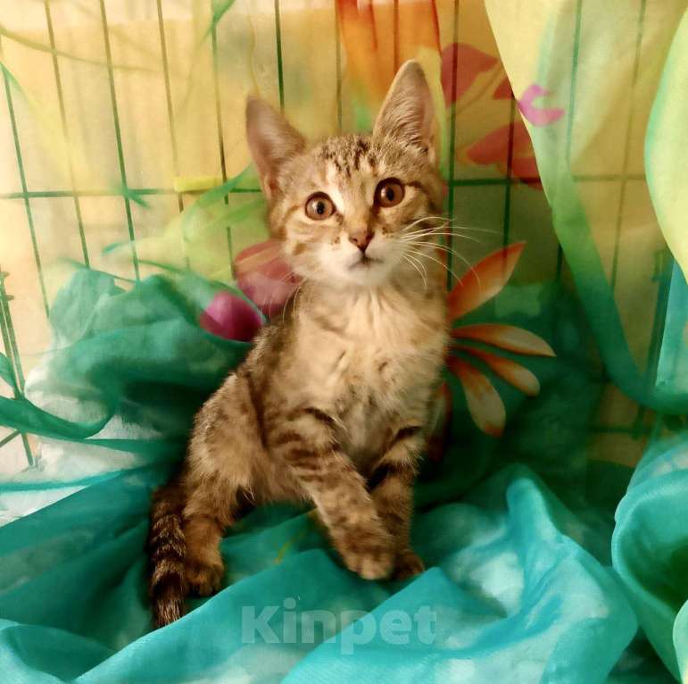 Кошки в Москве: Котёнок тигровый ( девочка) Девочка, Бесплатно - фото 1
