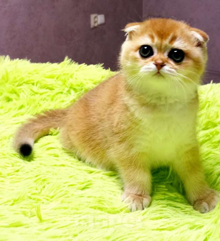 Кошки в Иваново: SFS ny11 предлогается девочка❤ Девочка, 35 000 руб. - фото 1