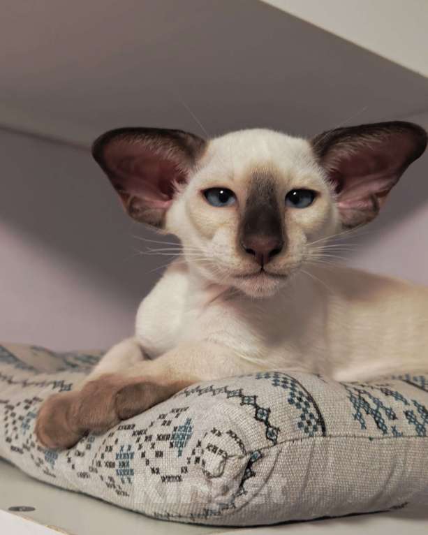 Кошки в Петрозаводске: Григорий Мальчик, 130 000 руб. - фото 1