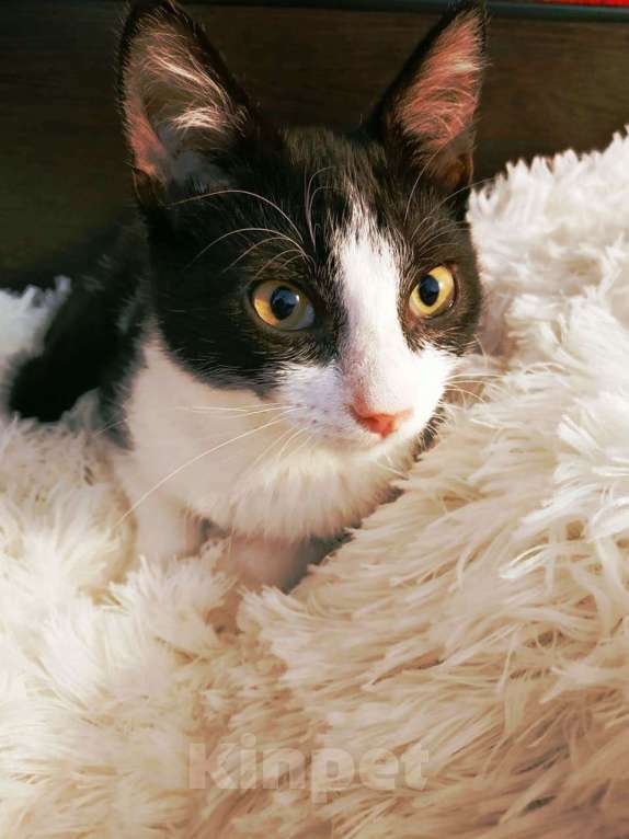 Кошки в Санкт-Петербурге: Черно-белый котенок с невероятной жаждой к жизни Мальчик, 200 руб. - фото 1