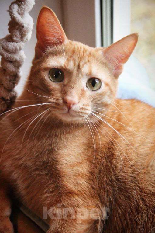 Кошки в Москве: кот Руди ищет дом Мальчик, Бесплатно - фото 1