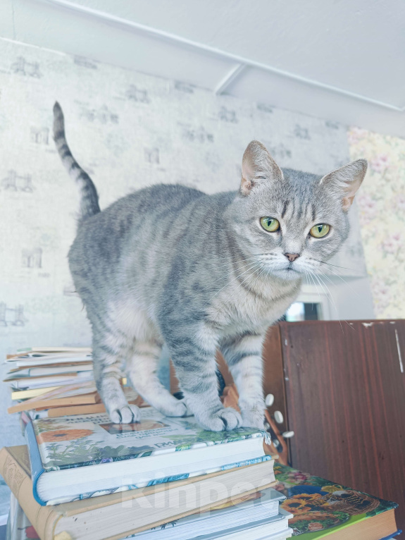 Кошки в Москве: Ласковая кошечка в добрые руки Девочка, Бесплатно - фото 2