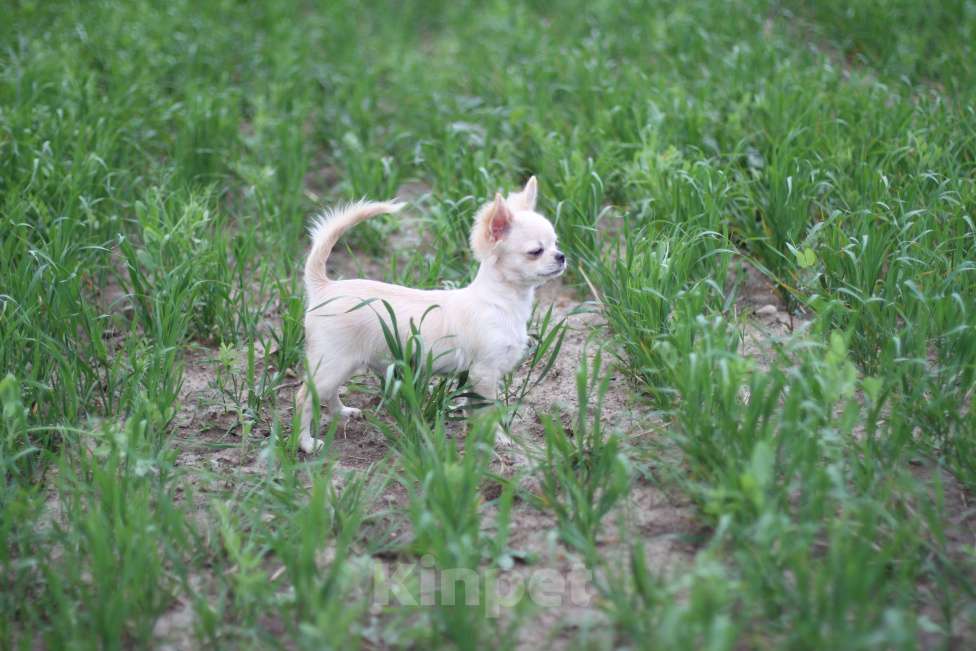 Собаки в Красном Севшем: Малыш Чихуахуа Мальчик, 35 000 руб. - фото 2