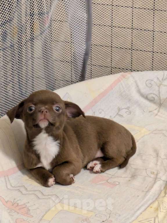 Собаки в Самаре: Продаю малышей чихуахуа, мальчики и девочки. Готовы к переезду, кушают корм. Мальчик, 23 000 руб. - фото 2