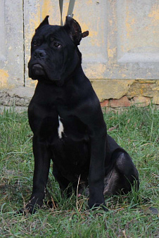 Мальчик кане Корсо