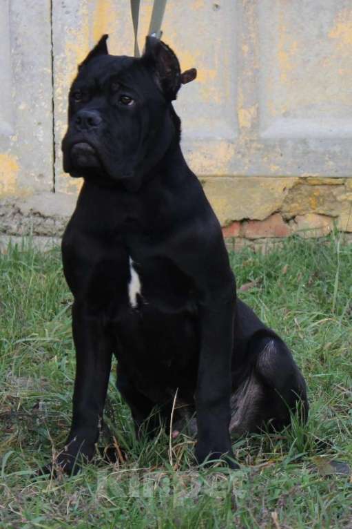 Собаки в Армавире: Мальчик кане Корсо Мальчик, 45 000 руб. - фото 1