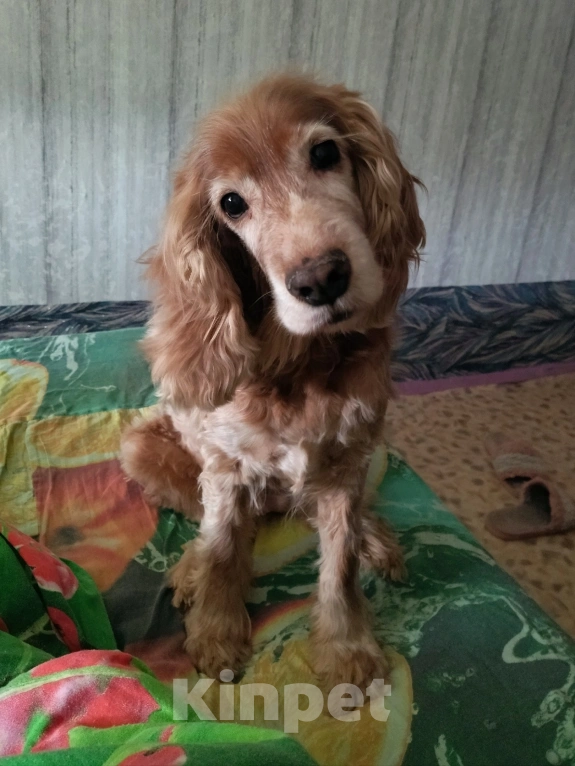 Собаки в Хабаровске: Пропала собака Девочка, Бесплатно - фото 1