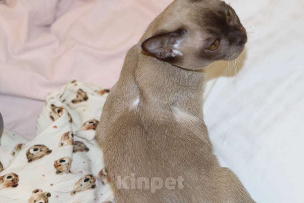 Кошки в Москве: Бурма - шоколадный котик Ангел Мальчик, 70 000 руб. - фото 5