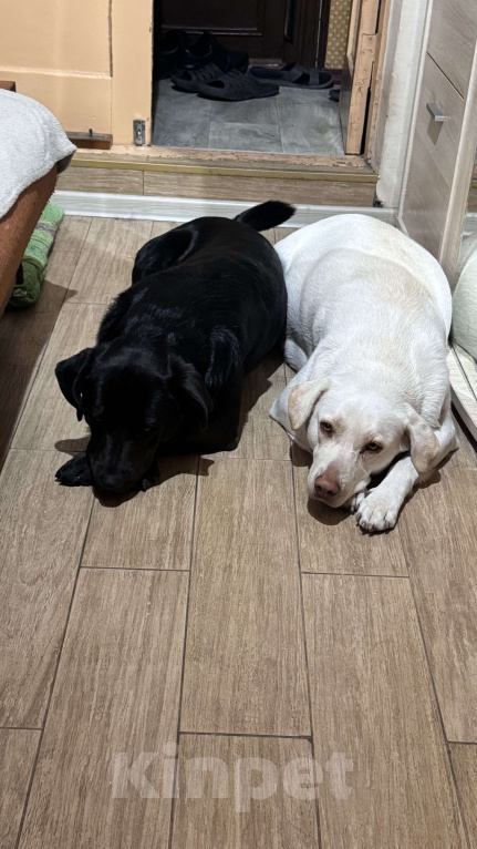 Собаки в Симферополе: Крошка ищет своего человека! Девочка, 100 руб. - фото 6