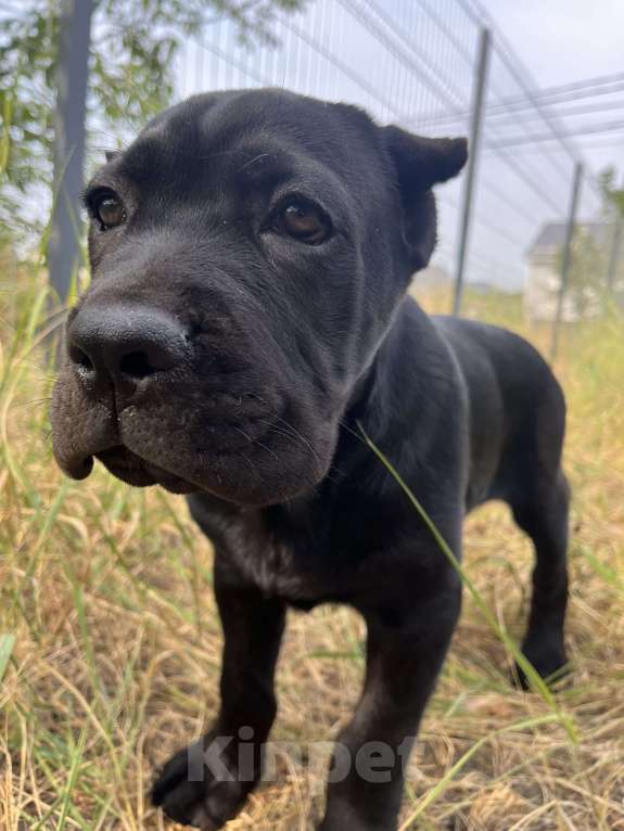 Собаки в Москве: Балу мощный щенок кане-корсо. Мальчик, 120 000 руб. - фото 3