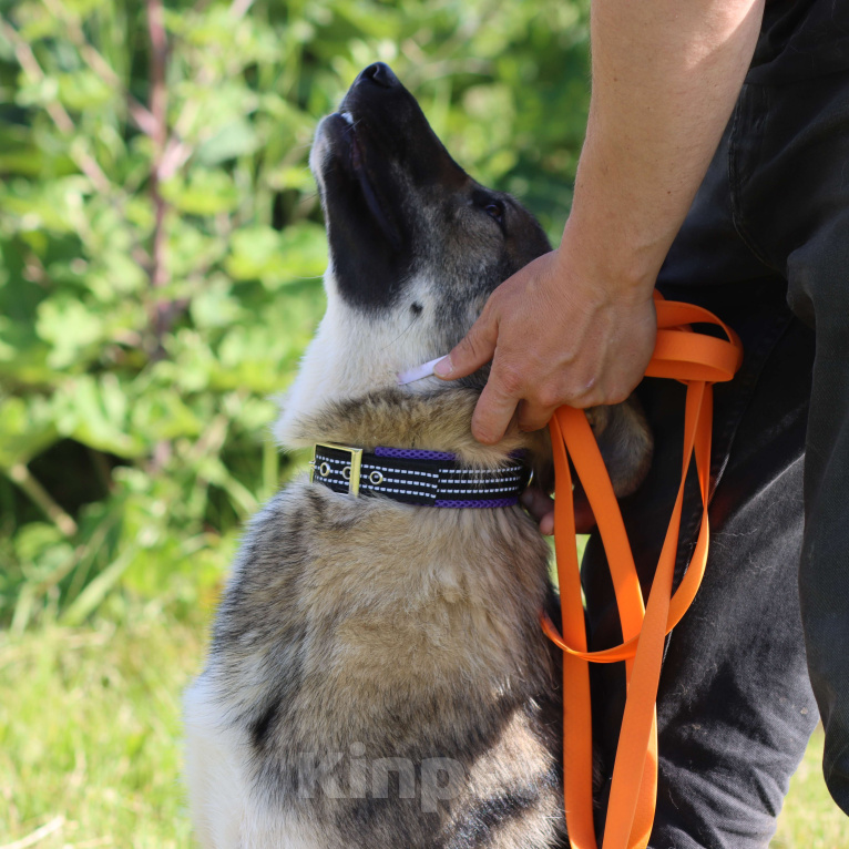 Собаки в Москве: Молодая ласковая собака в добрые руки Девочка, Бесплатно - фото 4
