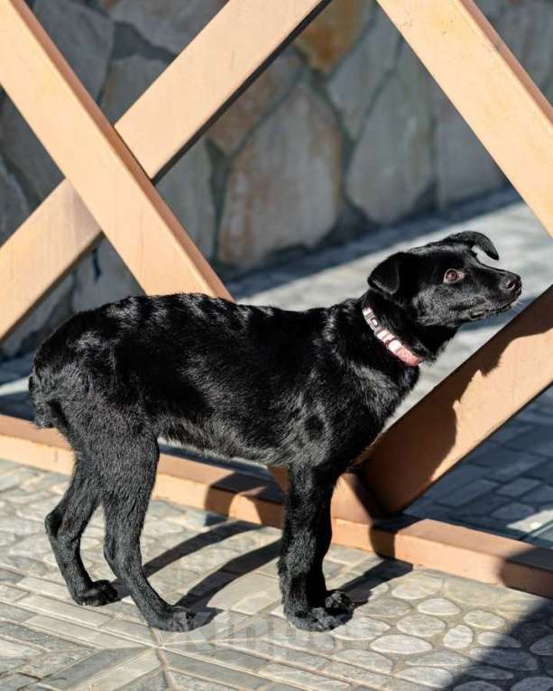 Собаки в Москве: Маленькая Молли ищет свой дом! Девочка, Бесплатно - фото 6