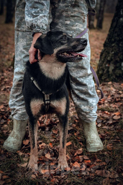 Собаки в Москве: Гарик Мальчик, Бесплатно - фото 2