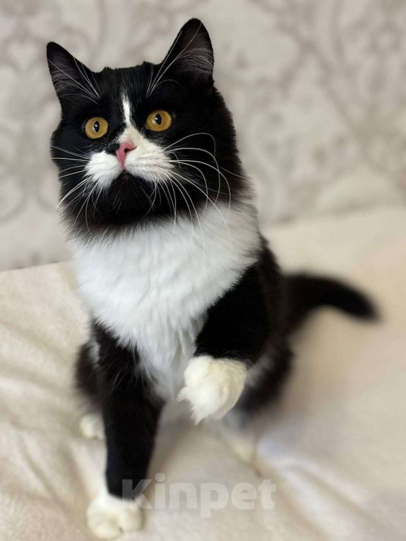 Кошки в Москве: А не хотите ли вы завести Бонифация? Мальчик, Бесплатно - фото 2