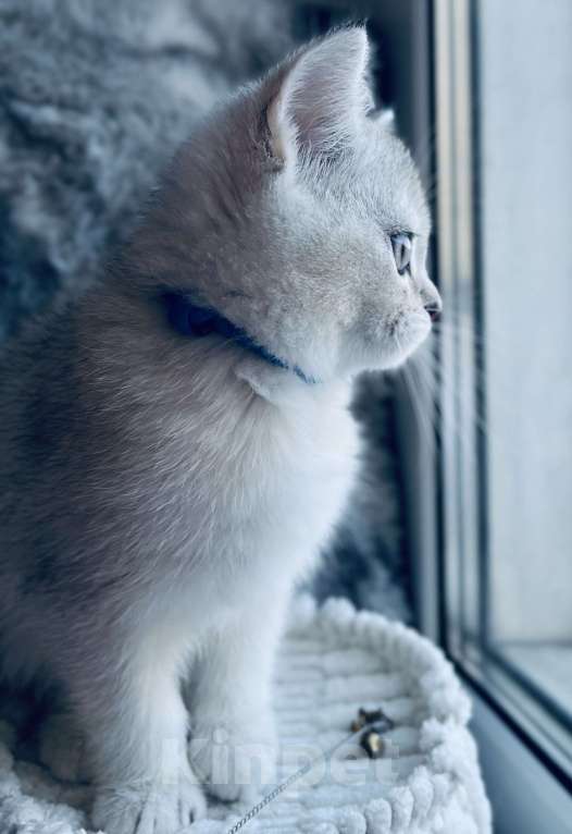 Кошки в Киселевске: Шотландские котята Мальчик, 20 000 руб. - фото 1