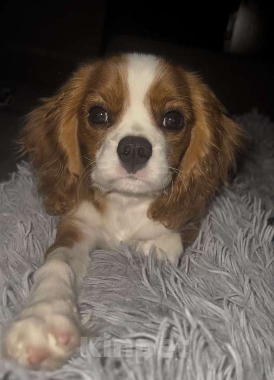 Собаки в Москве: Продается кавалерчик 5 месяцев в любящую семью  Мальчик, 60 000 руб. - фото 1