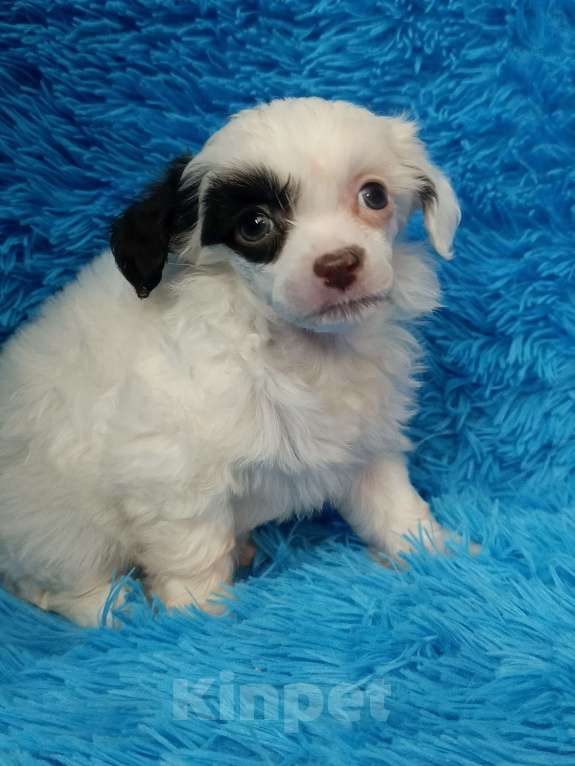 Собаки в Санкт-Петербурге: Пуховая красотка  Девочка, 45 000 руб. - фото 3